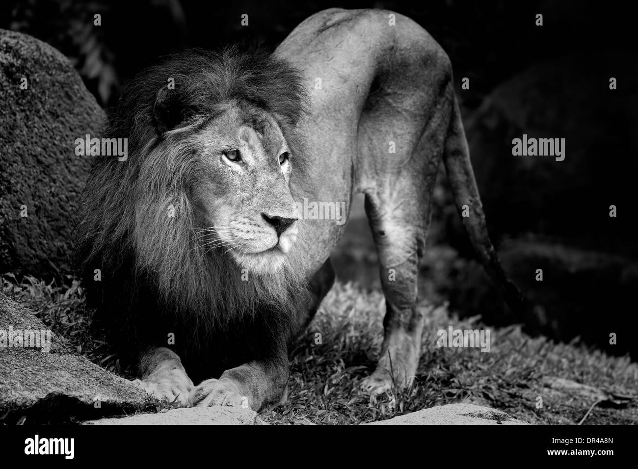 Portrait de Lion Banque D'Images