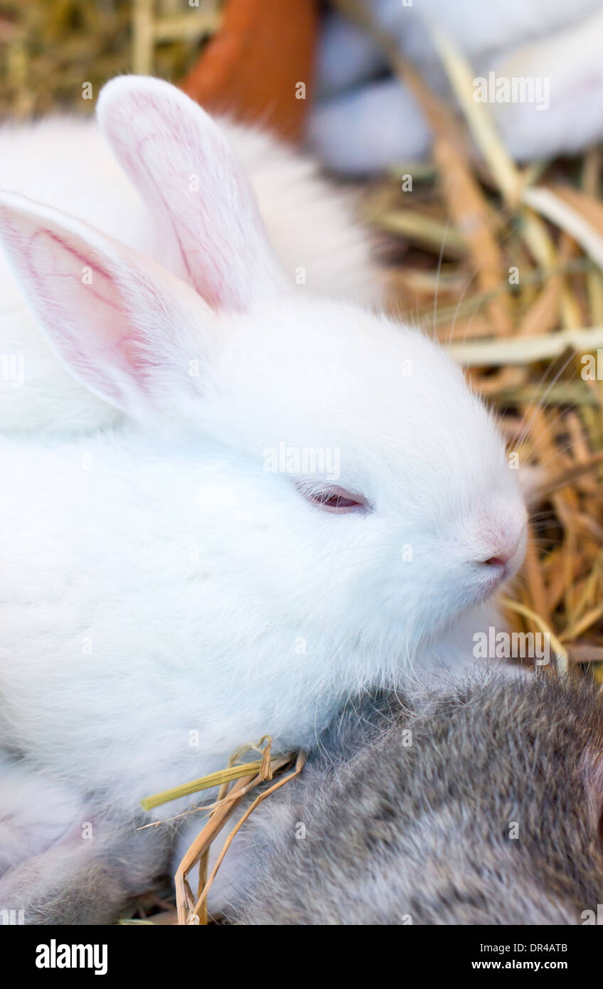 Jeune lapin blanc. Banque D'Images