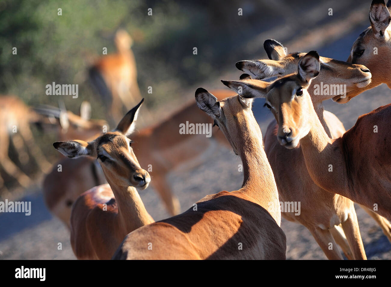 Les animaux sauvages au lac Manyara National Park Banque D'Images