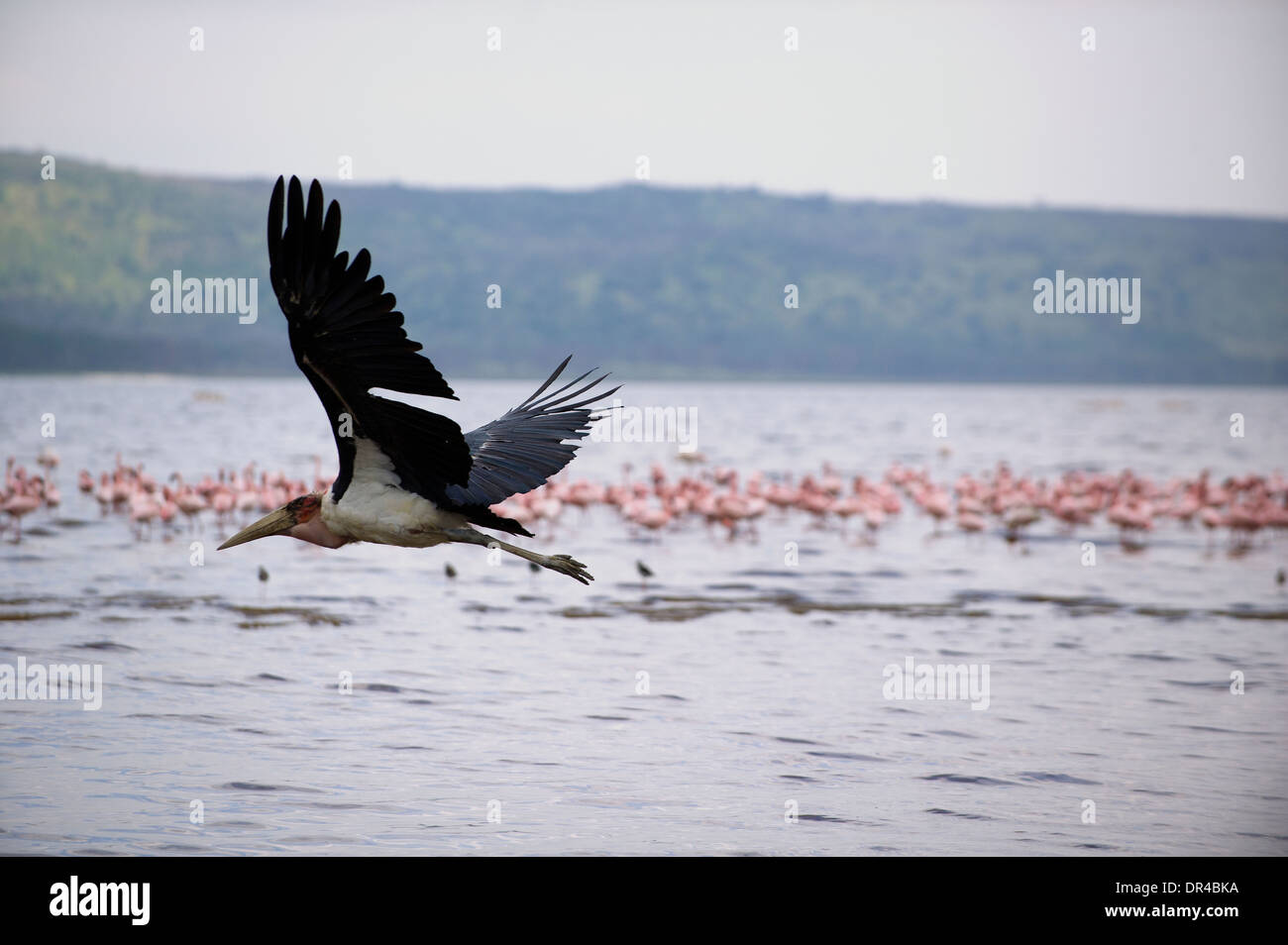 Pelican survolant le Lac Manyara Banque D'Images