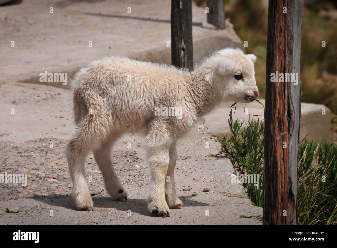Baby llama au Pérou Banque D'Images