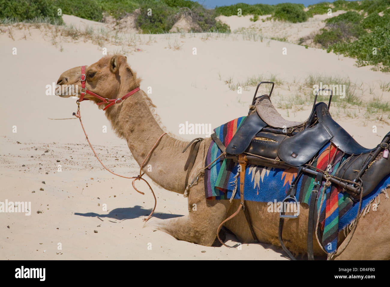 Camel sur stockton Beach, près de nelson Bay, nouvelle-galles du sud, australie Banque D'Images