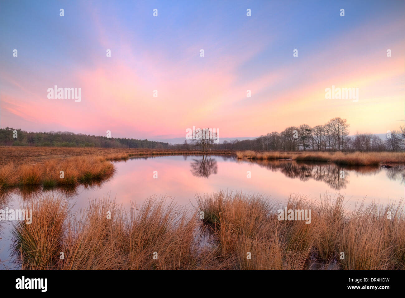 Lac sur une lande au lever du soleil, sous un ciel mauve Banque D'Images