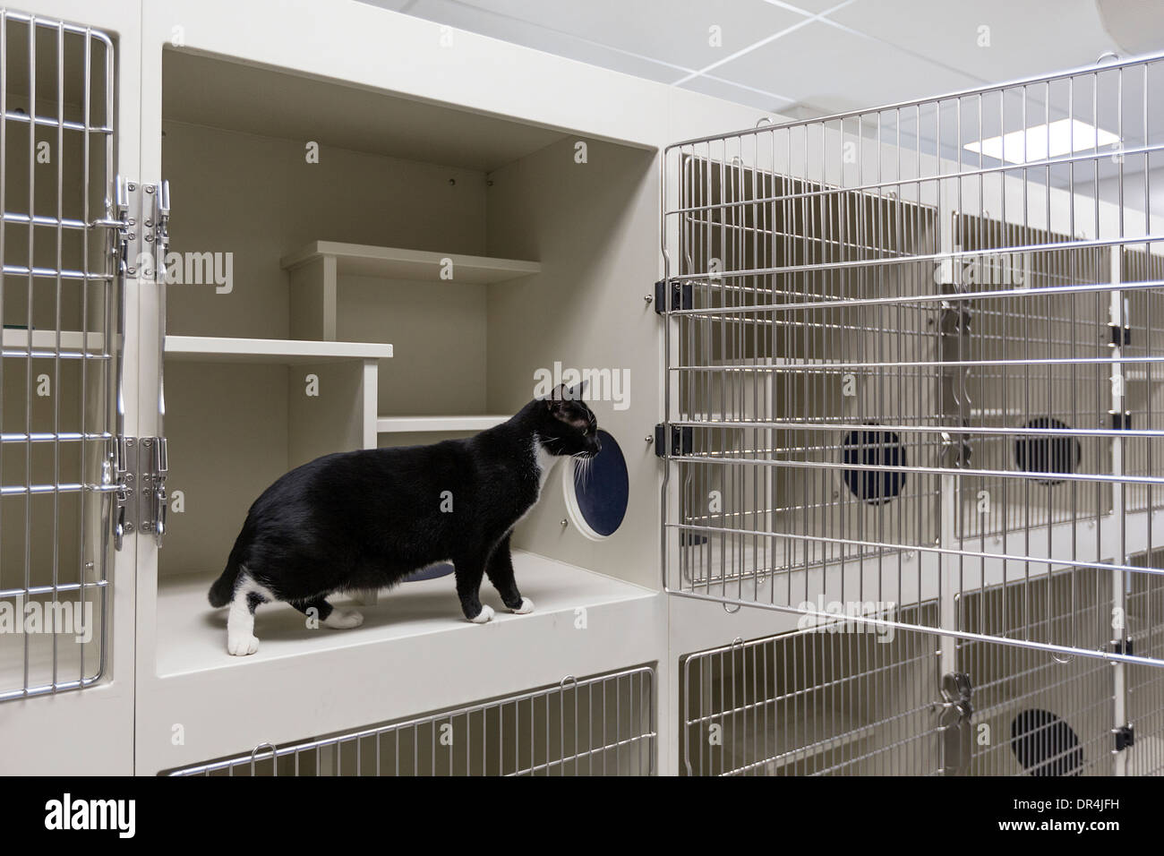 Chat assis dans la cage ouverte dans le refuge d'animaux Banque D'Images