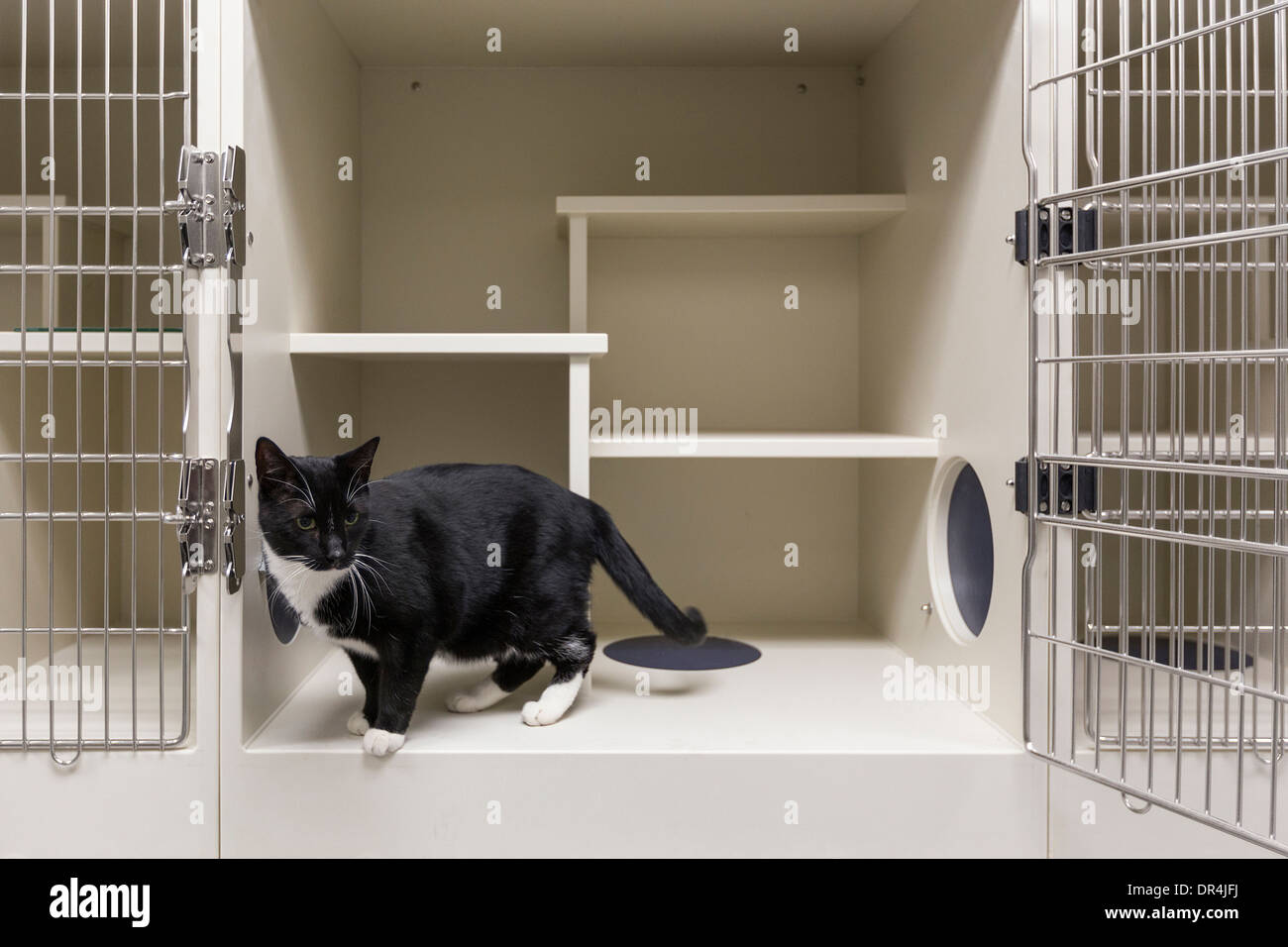 Chat en cage ouverte au refuge d'animaux Banque D'Images