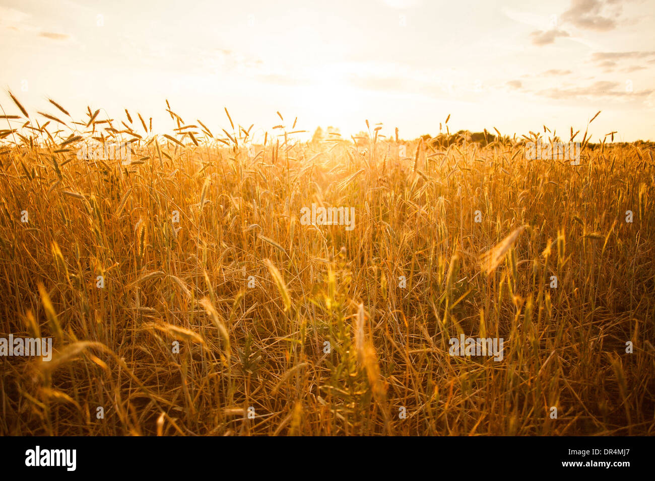 Tiges hautes de blé en crop field Banque D'Images