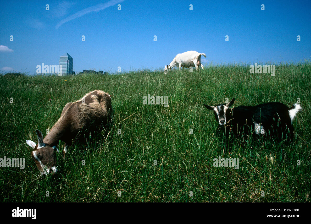 Les chèvres de Mudchute City Farm paître sur une banque herbeuse qui domine le début de l'élaboration de Docklands Canary Wharf. Banque D'Images