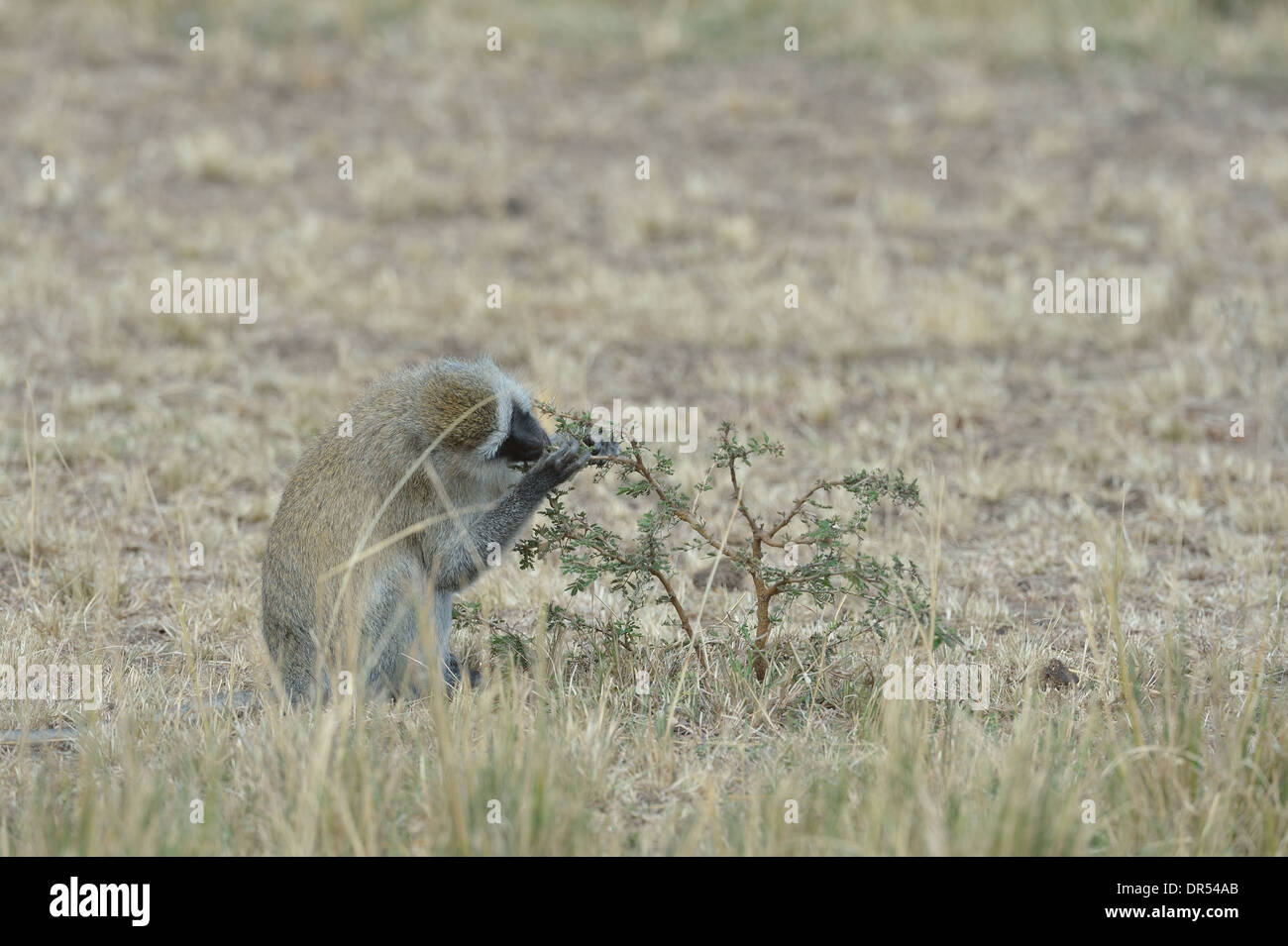 - Un singe singe grivet - green monkey - Savanna monkey (Chlorocebus pygerythrus assis dans l'herbe pour manger des graines Banque D'Images