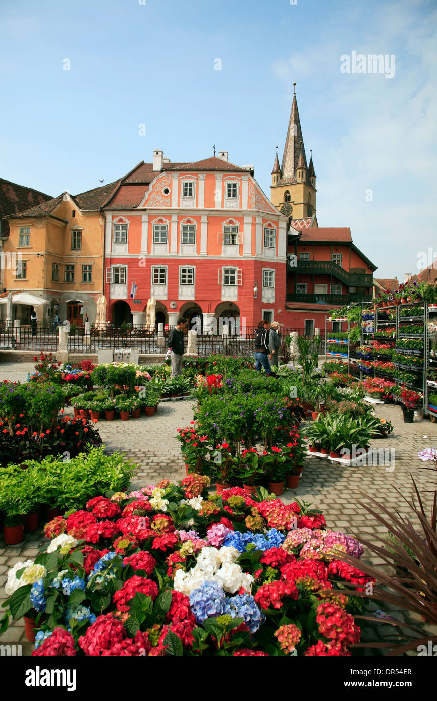 Marché aux fleurs de la Piata Mica, petite place du marché, de Sibiu (Hermannstadt), Transylvanie, Roumanie, Europe Banque D'Images