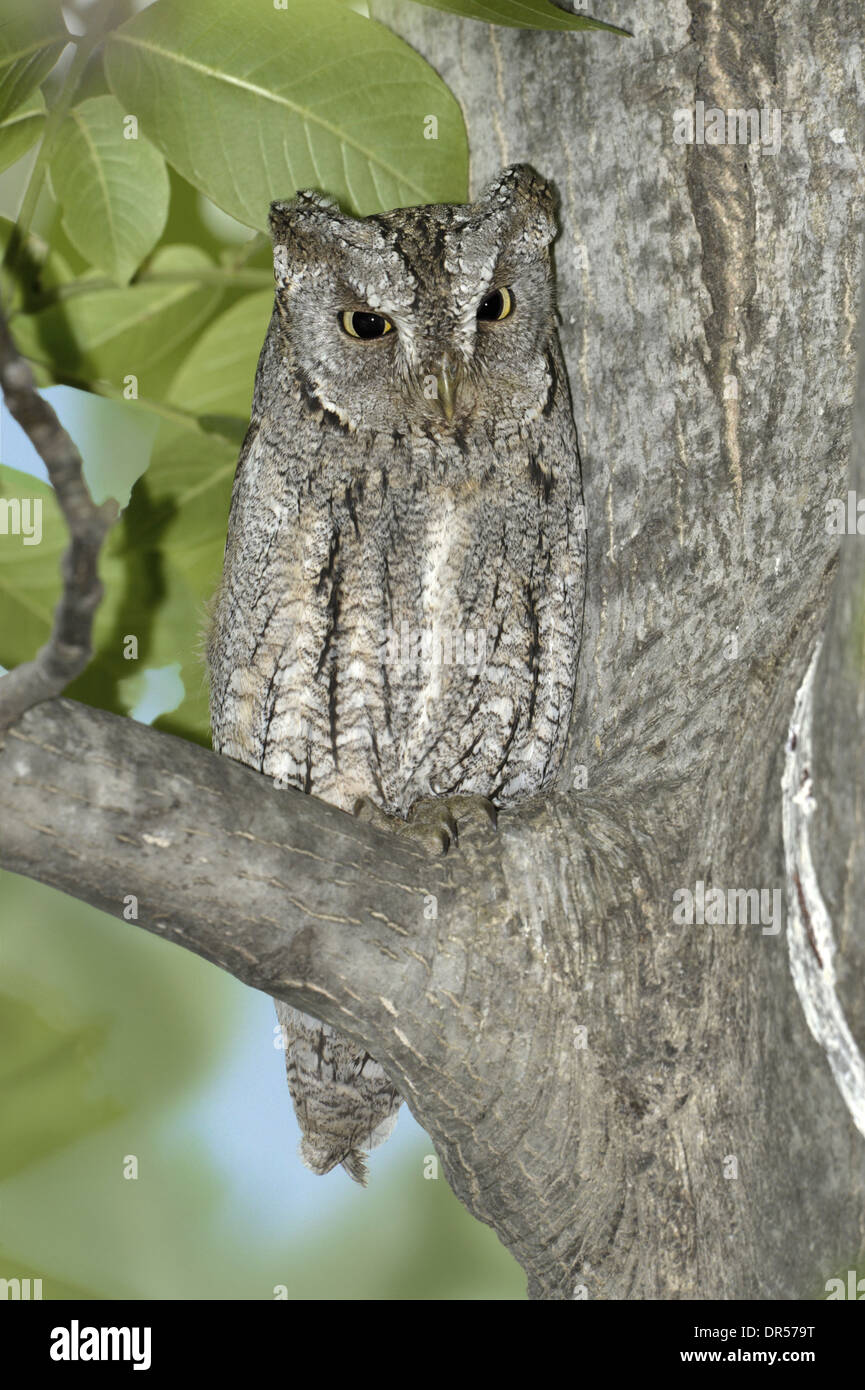 L'Otus scops Scops Owl - Banque D'Images