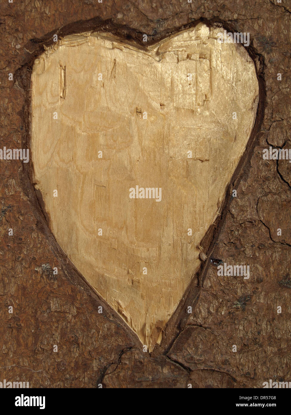 Coeur sculpté dans un arbre / Herz in einen Baum geschnitzt Banque D'Images