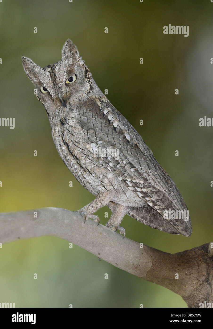 L'Otus scops Scops Owl - Banque D'Images