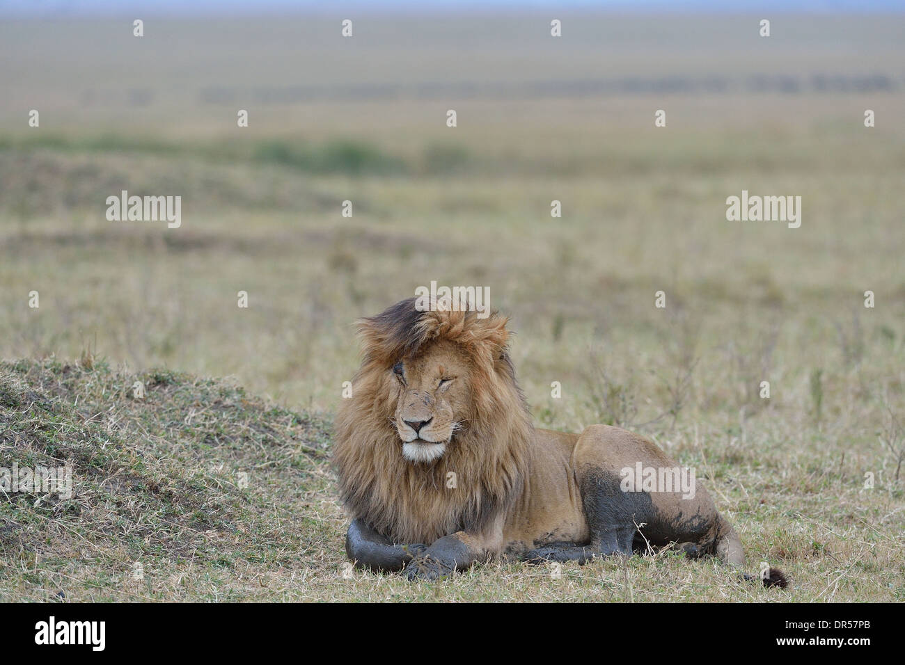 East African Lion - Masai lion (Panthera leo nubica) mâle (Scarface) couché dans la savane Masai Mara - Kenya - Afrique de l'Est Banque D'Images