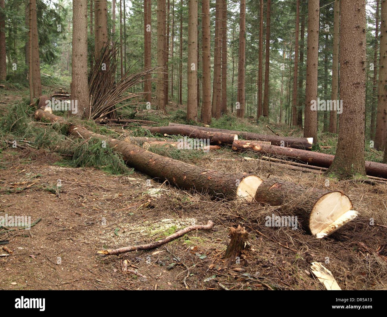 La foresterie / Forstwirtschaft Banque D'Images