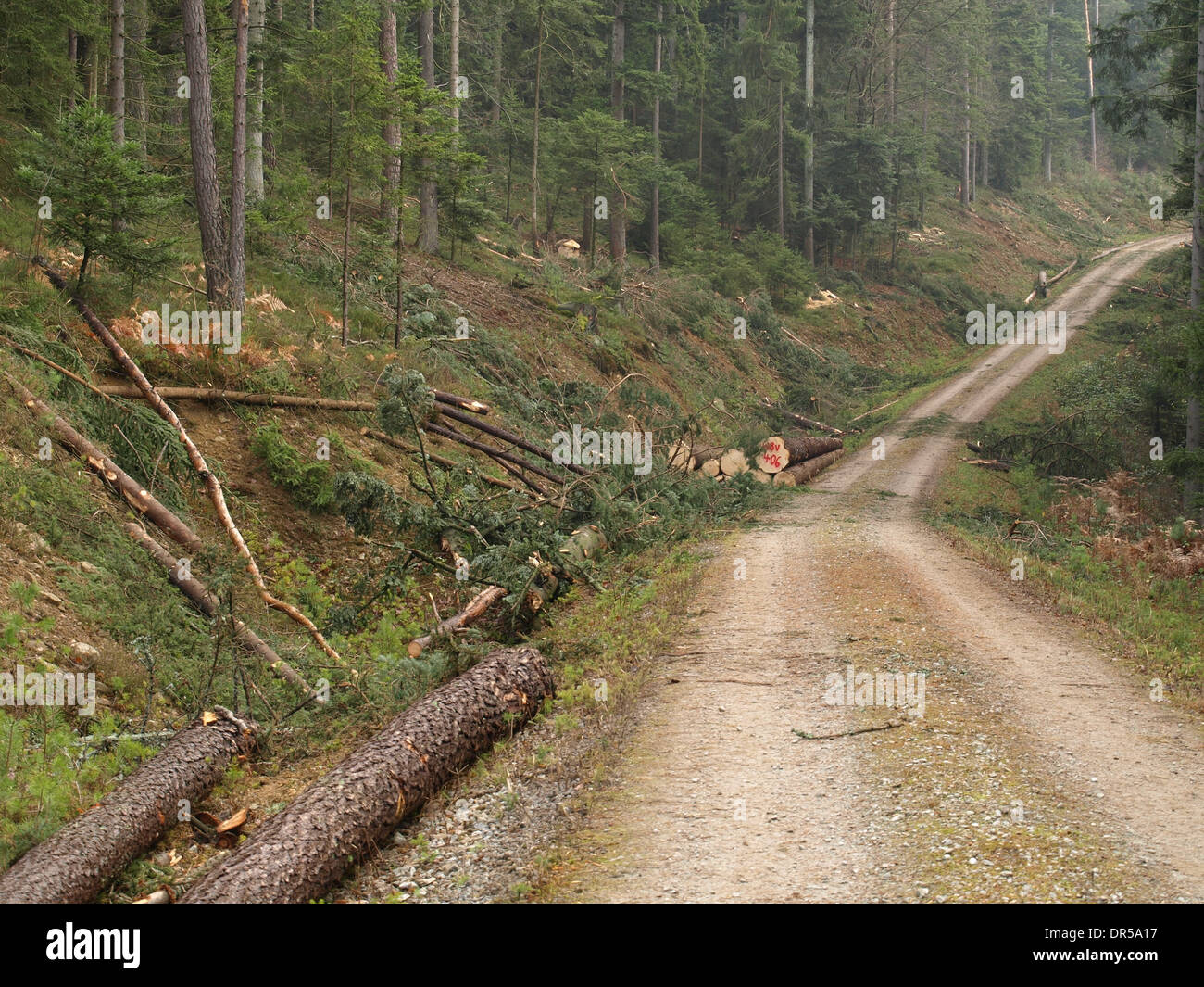 La foresterie / Forstwirtschaft Banque D'Images