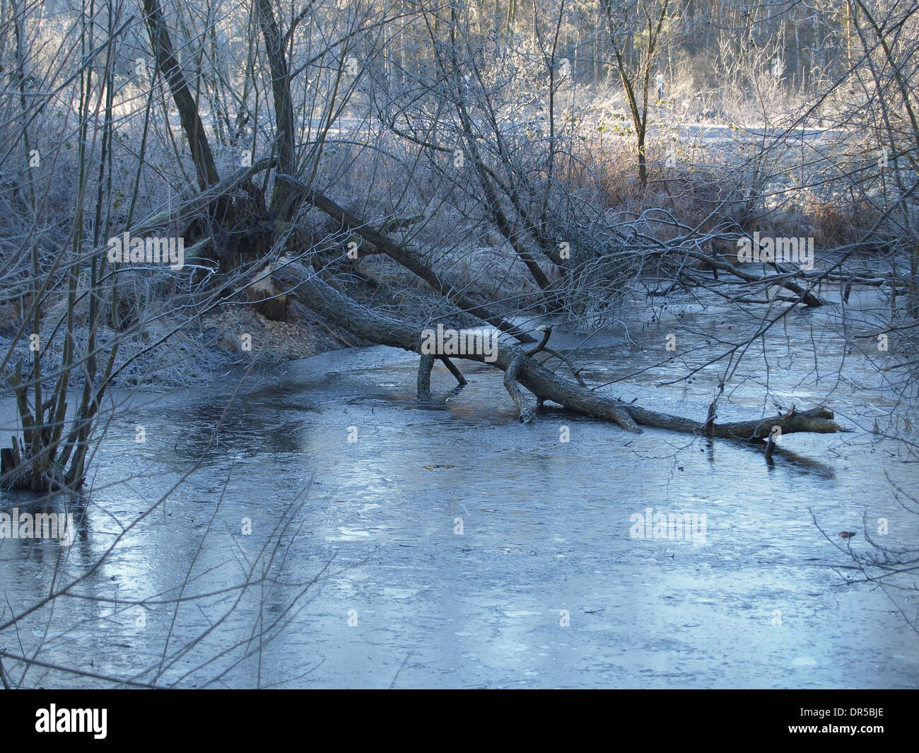 Étang de castors avec willow tree abattus en hiver Banque D'Images