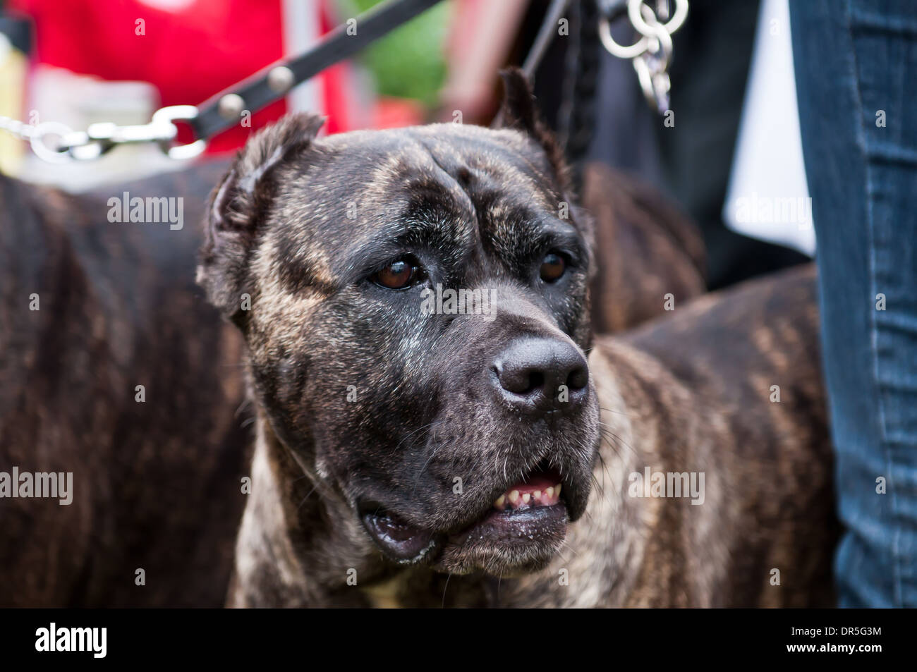 Mastiff Anglais Est Une Race De Gros Chien Peut être Les