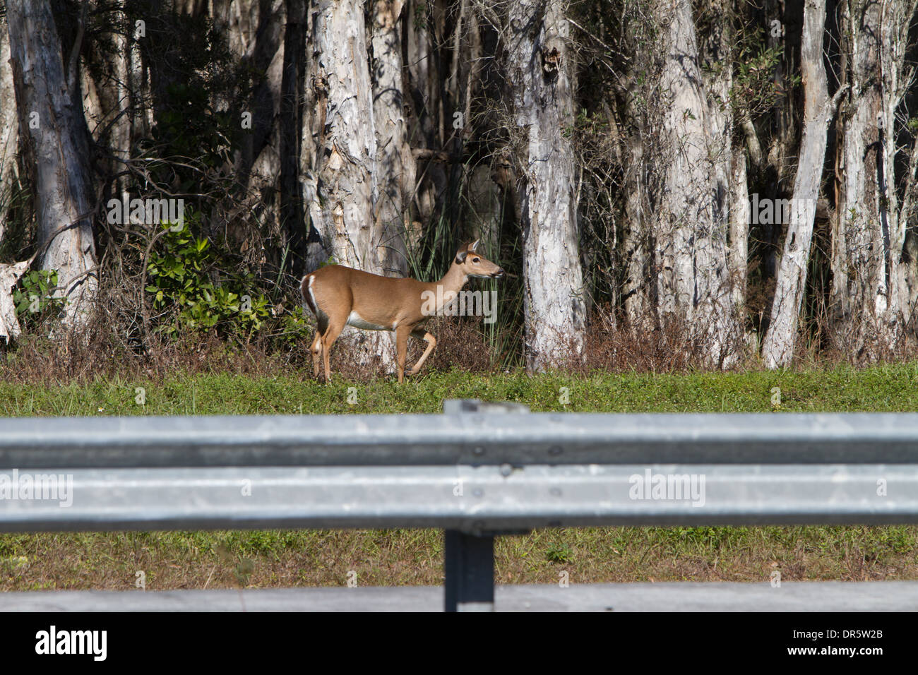 Deer, en Floride le cerf, cerf de Virginie, la vie sauvage Banque D'Images