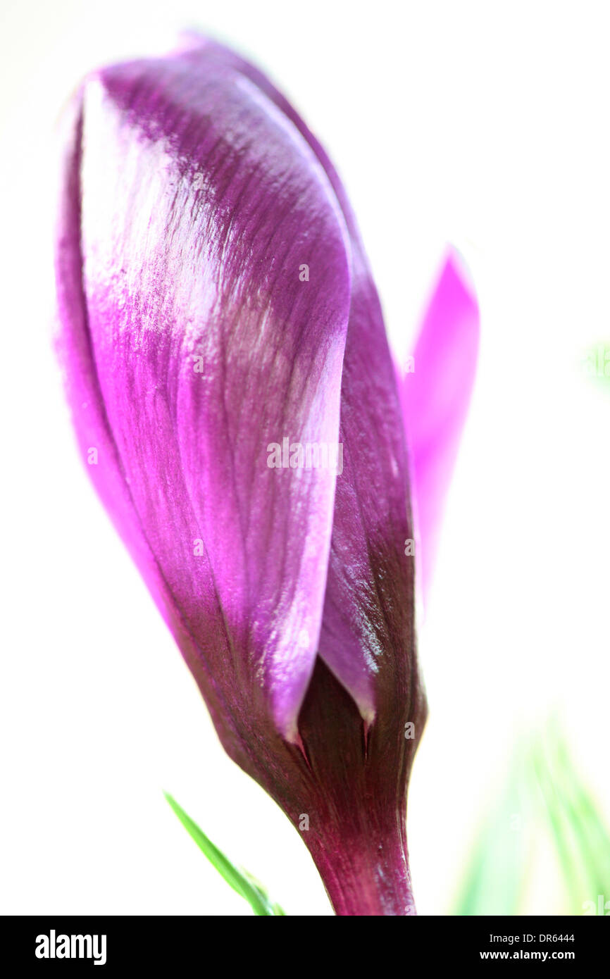 Beau printemps violet fleur de crocus Jane Ann Butler Photography JABP1100 Banque D'Images