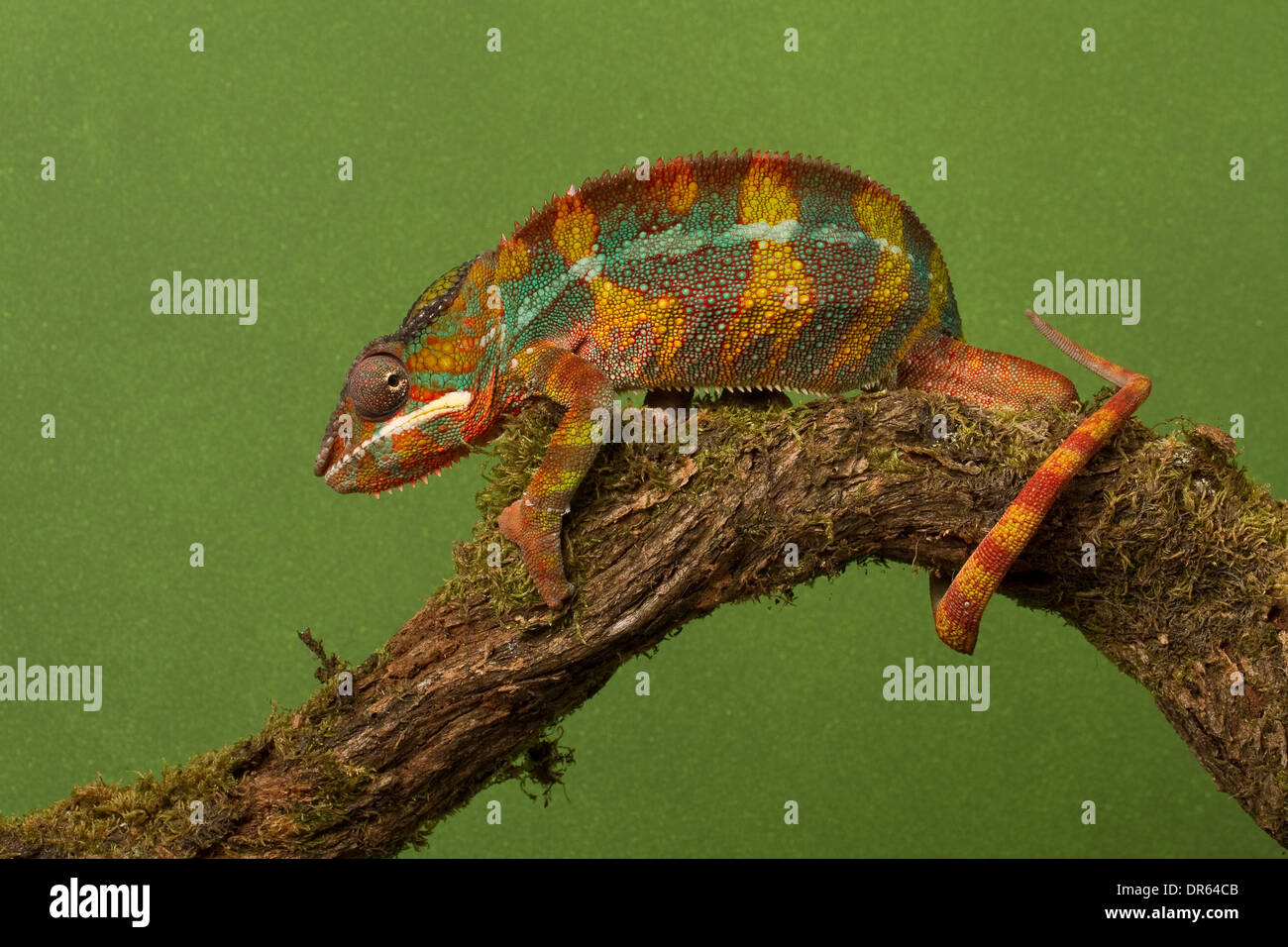 Leopard chameleon Banque D'Images