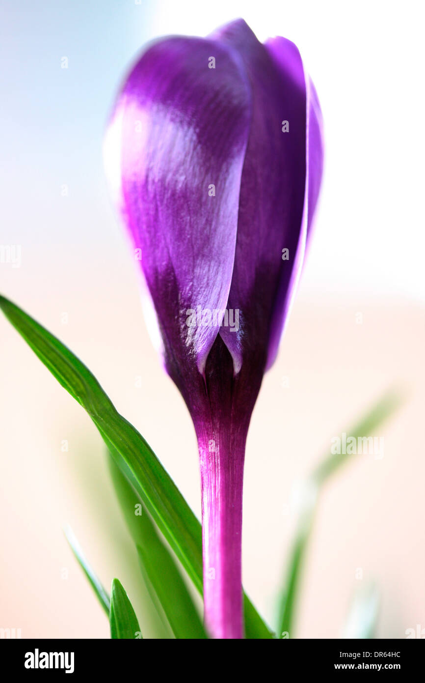 Beau printemps violet fleur de crocus Jane Ann Butler Photography JABP1102 Banque D'Images