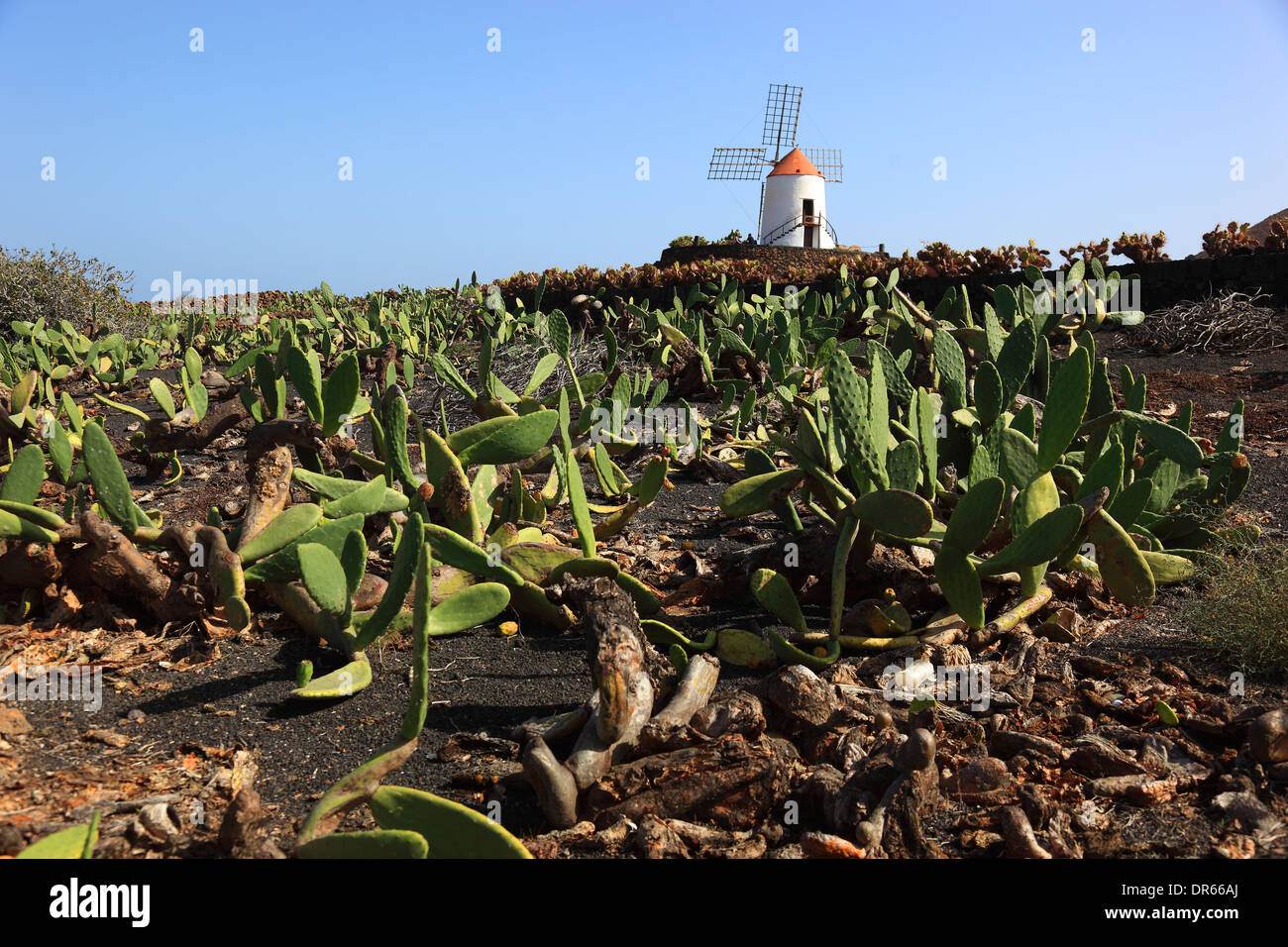 Plantation d'Opuntia et moulin de gofio Guatiza, Lanzarote, îles canaries, spainv Banque D'Images