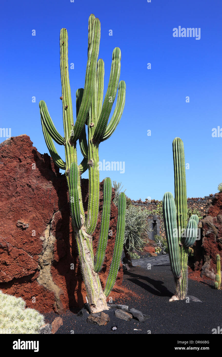 Jardin de cactus jardin de cactus à Guatiza, Lanzarote, îles canaries, espagne Banque D'Images