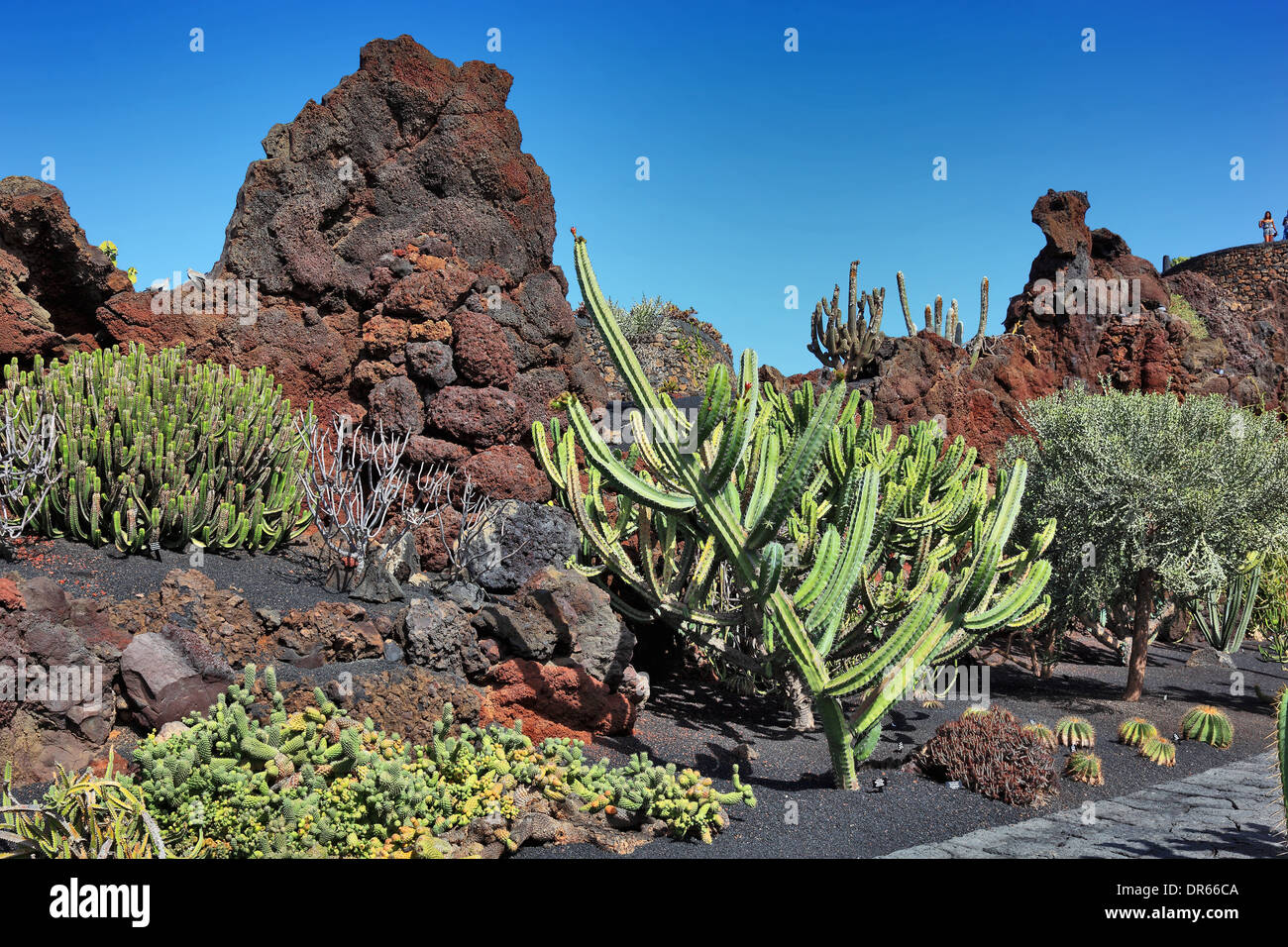 Jardin de cactus jardin de cactus à Guatiza, Lanzarote, îles canaries, espagne Banque D'Images
