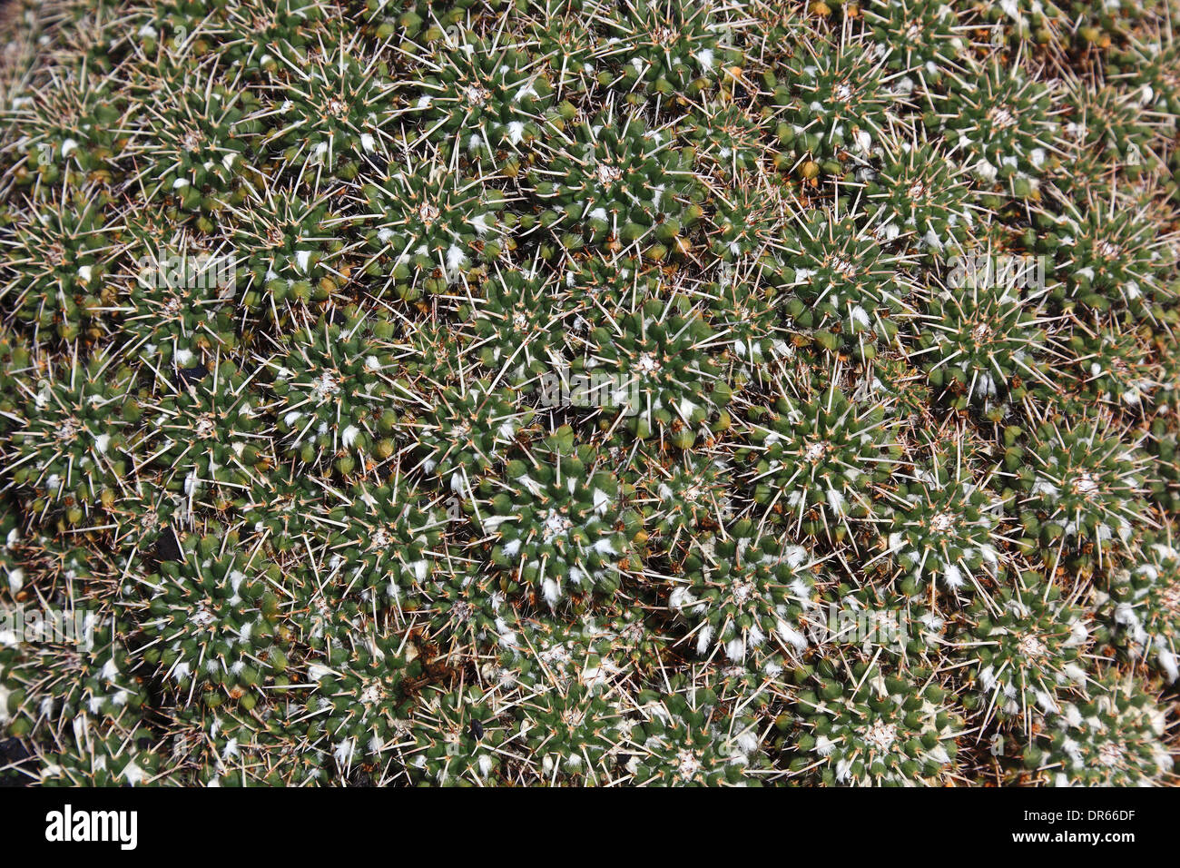 Mammillaria compressa, jardin de cactus jardin de cactus à Guatiza, Lanzarote, îles canaries, espagne Banque D'Images