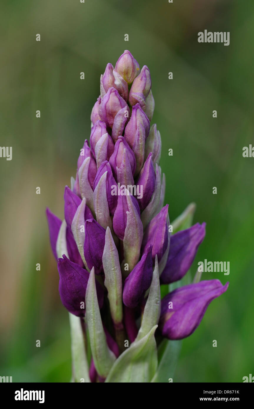 La pointe d'un early purple orchid UK Banque D'Images