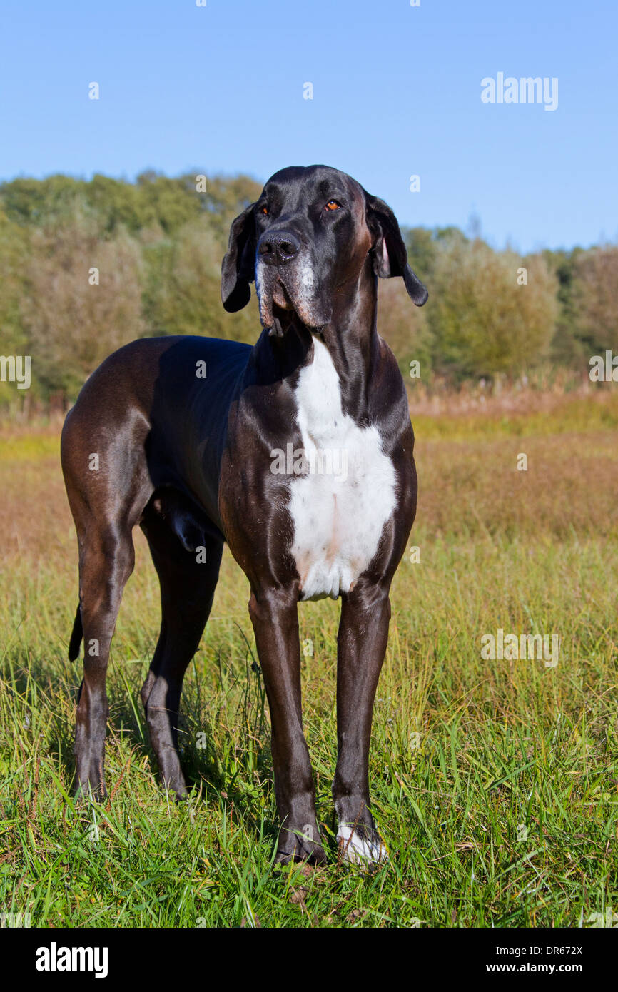 Dogue Allemand Dogue Allemand Deutsche Mastiff Lune Des