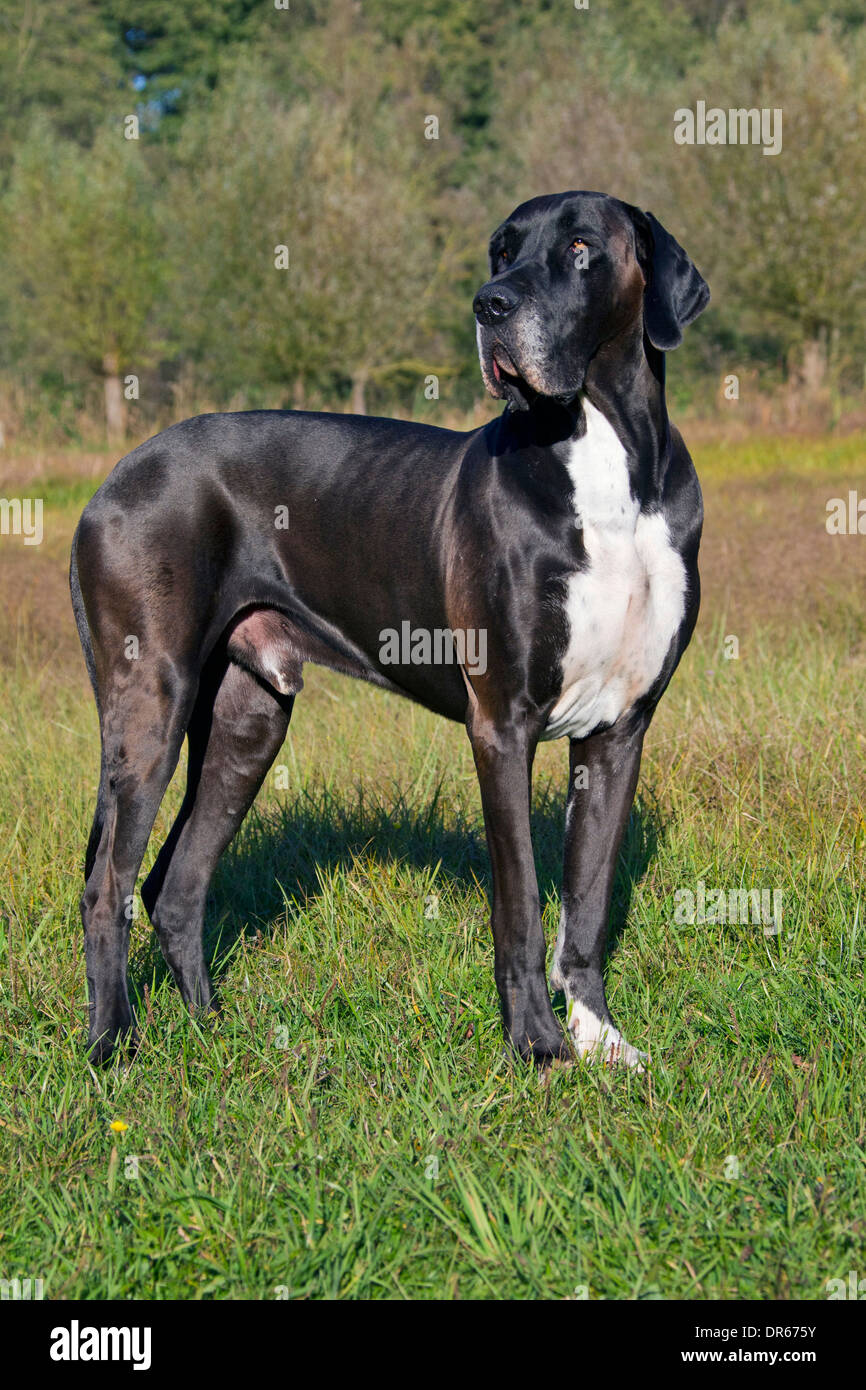 Dogue Allemand Dogue Allemand Deutsche Mastiff Lune Des