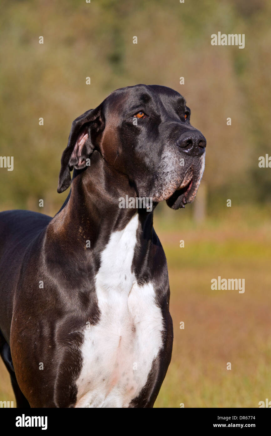 Close Up Du Dogue Allemand Deutsch German Mastiff Dogue