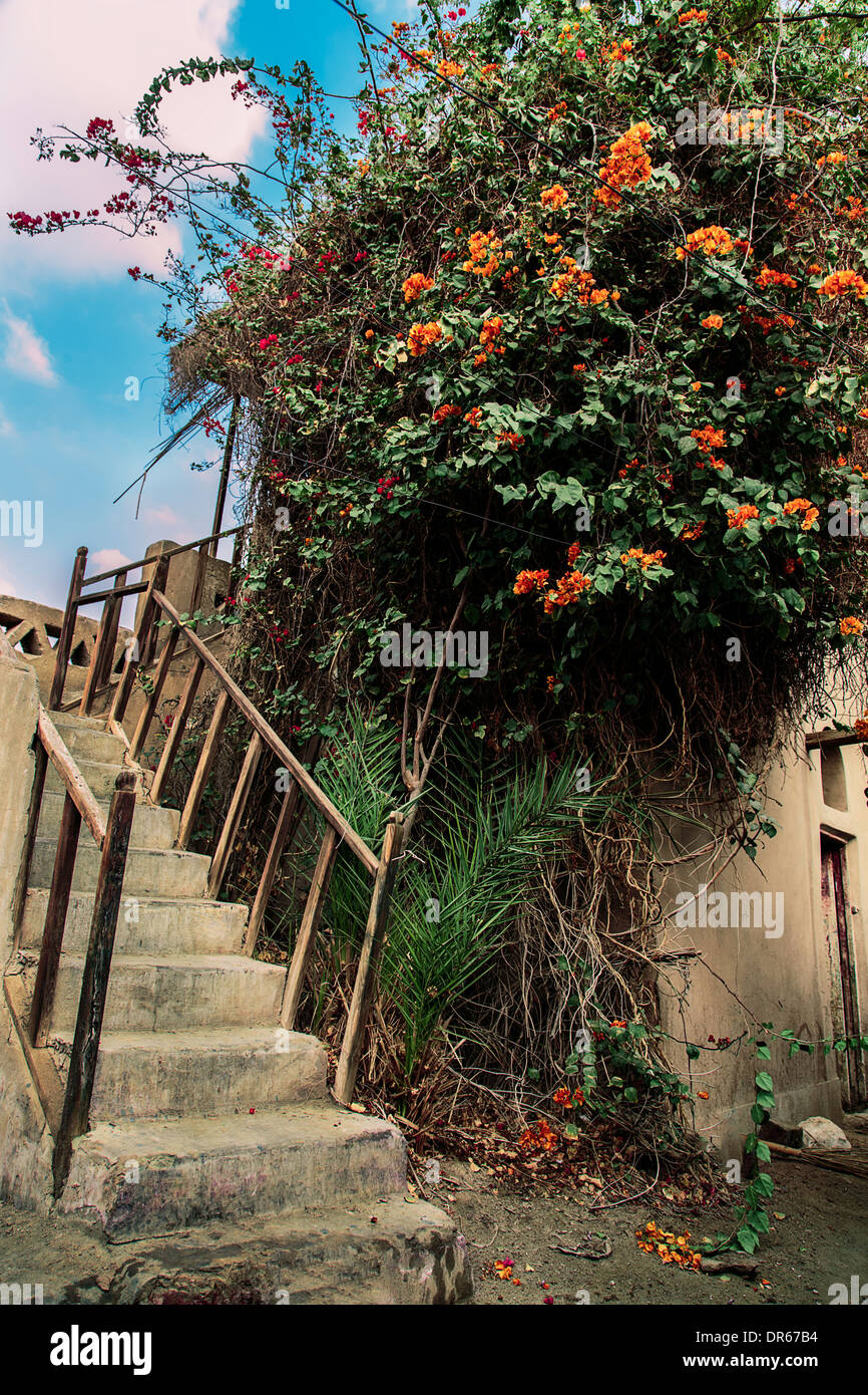 Escaliers bois fleurs roses vert étapes rouge vert ciel nuages en orange feuilles feuille jaune printemps en fleurs arbre Egypte Banque D'Images