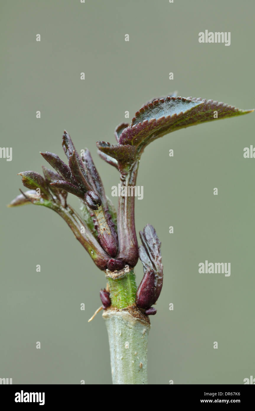 Aîné de pousses fraîches un sambucus nigra arbuste UK Banque D'Images