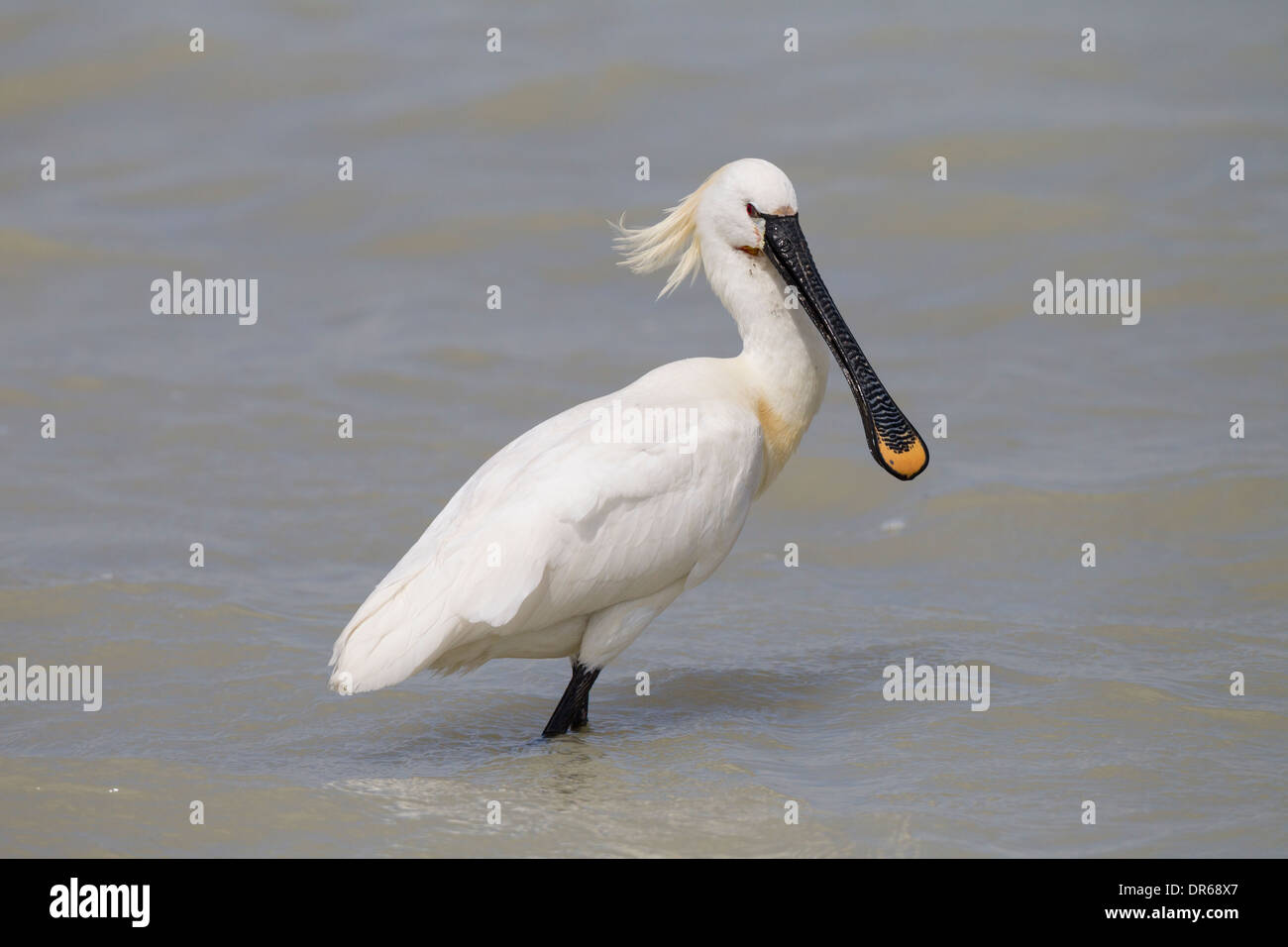 Platalea leucorodia Spatule blanche Spatule blanche commune Loeffler Banque D'Images