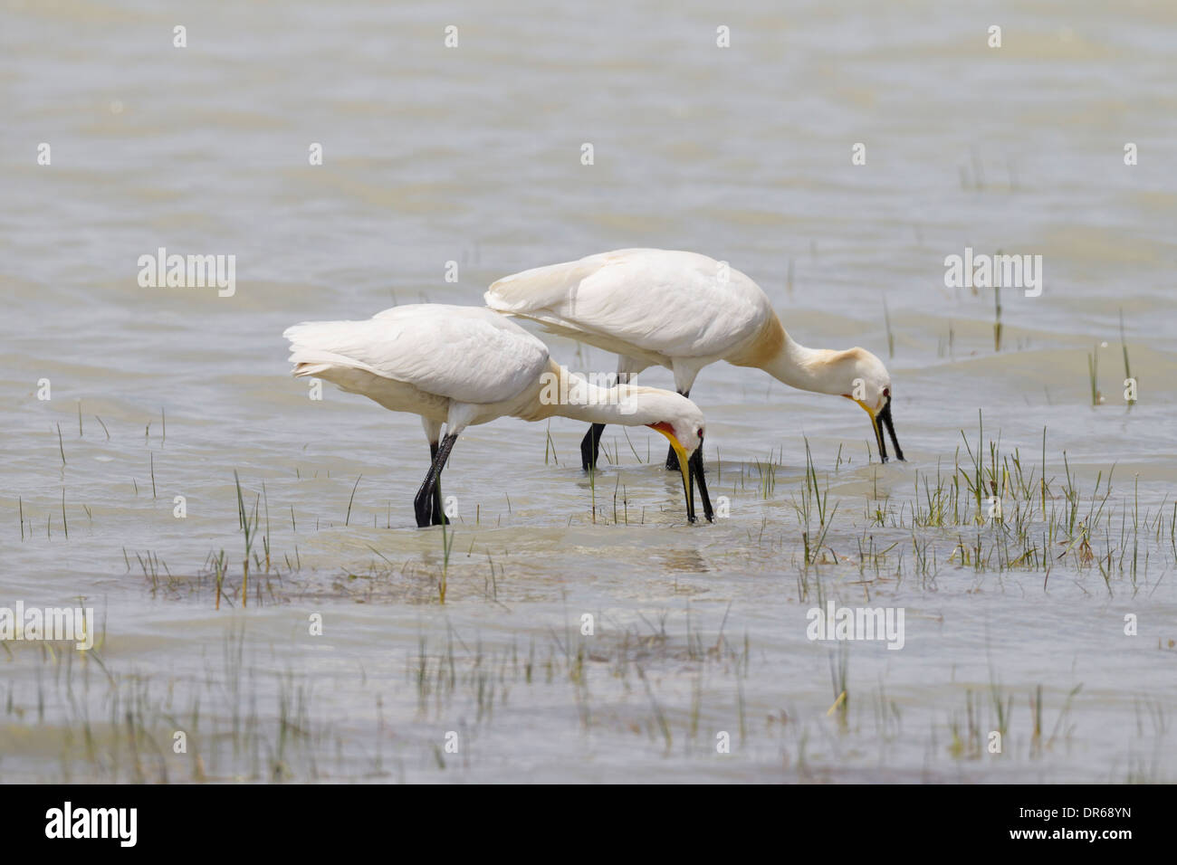 Platalea leucorodia Spatule blanche Spatule blanche commune Loeffler Banque D'Images