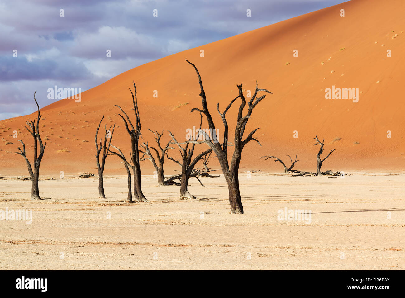 Camelthorn arbres morts Banque D'Images