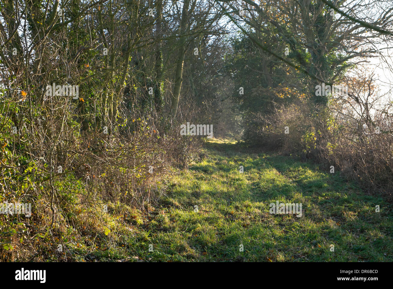 Voie verte dans les terres agricoles Banque D'Images