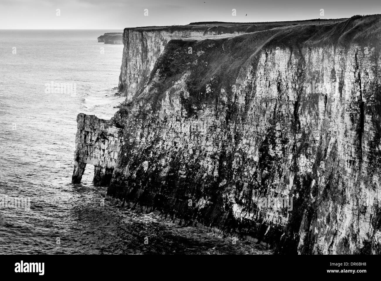 Chute du site RSPB de Bempton Cliffs sur la côte est de l'Angleterre Banque D'Images