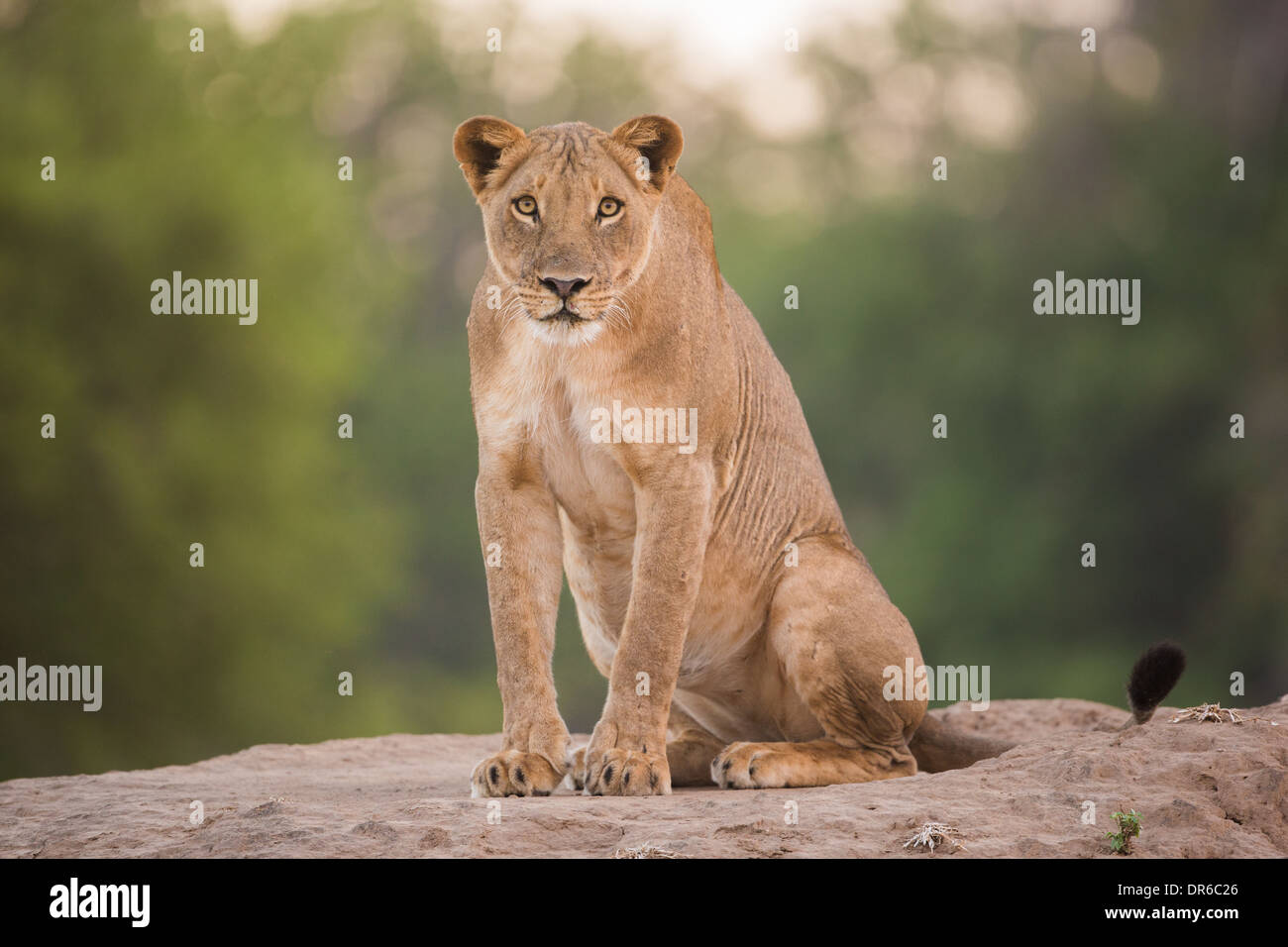 Staring lion (Panthera leo) Banque D'Images