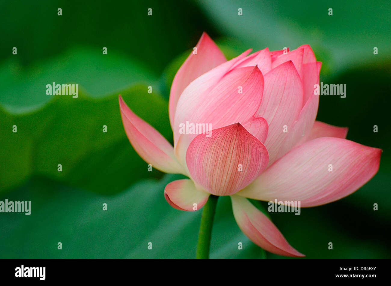 Fleur de Lotus Banque D'Images