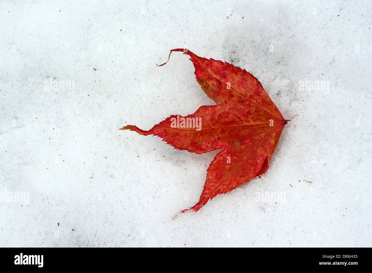 La feuille rouge sur la neige, Canada Banque D'Images