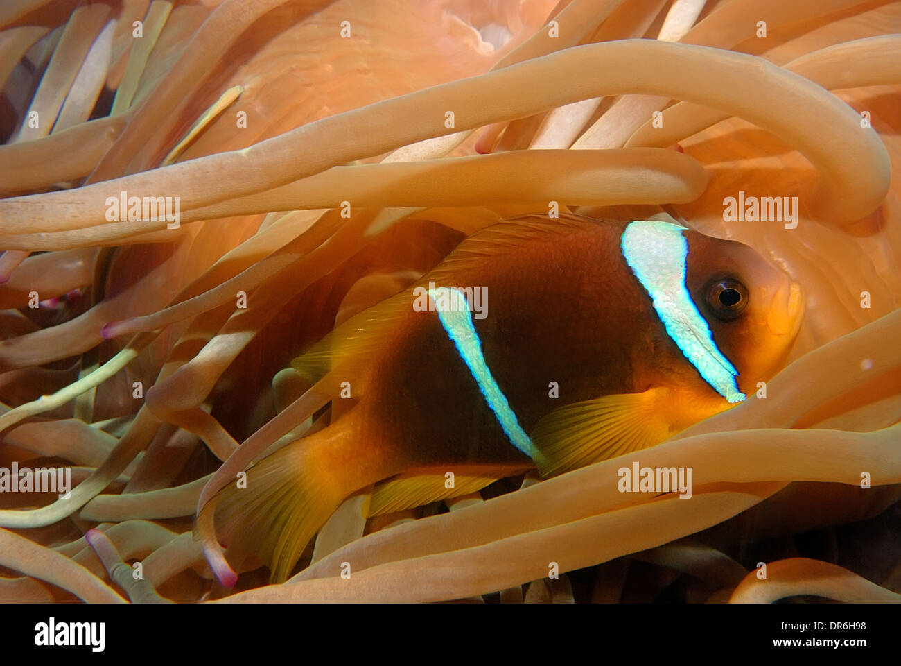 Des poissons clown en symbiose avec l'anémone de mer Banque D'Images