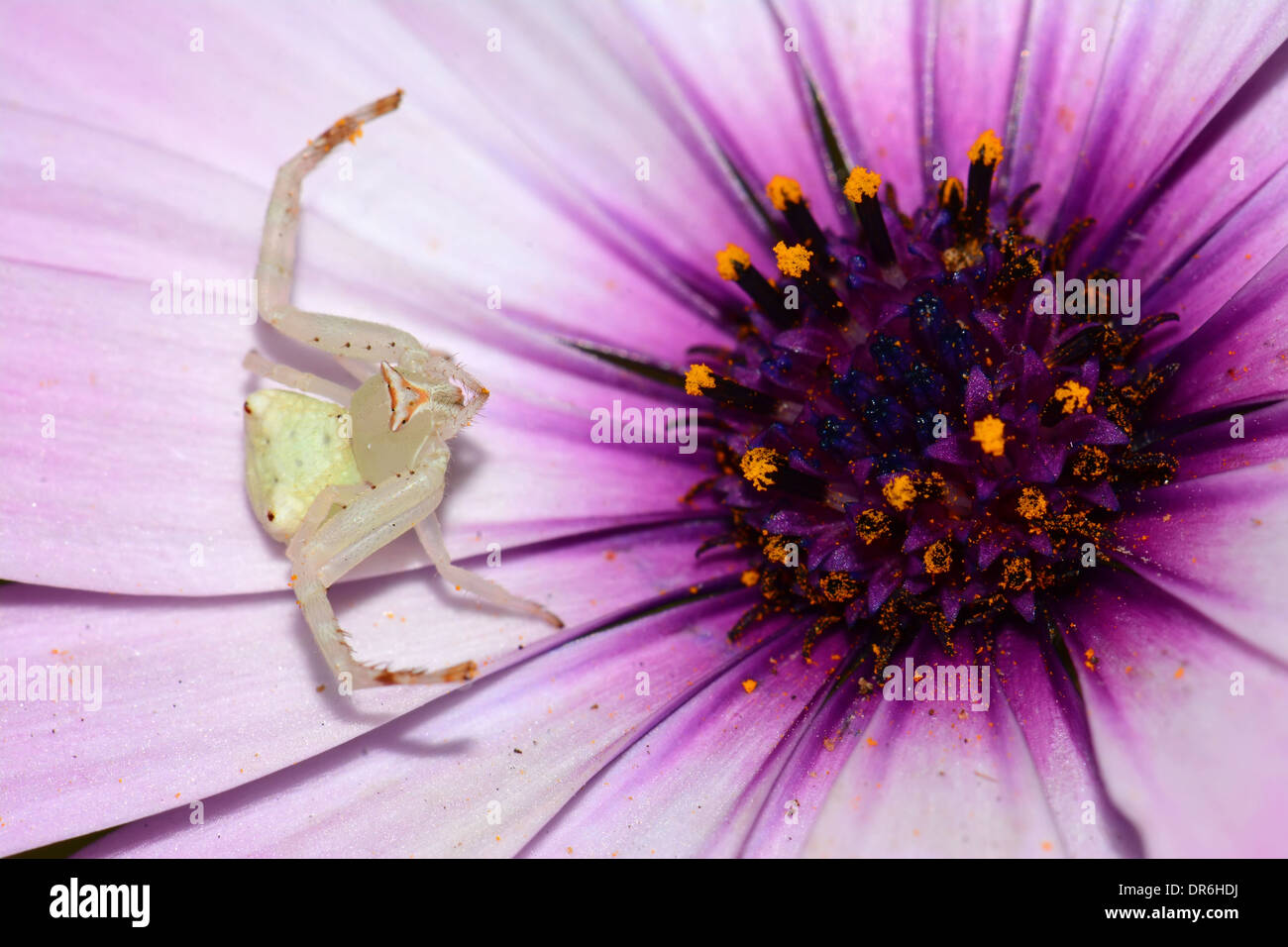 L'attente sur spider blanche fleur Banque D'Images