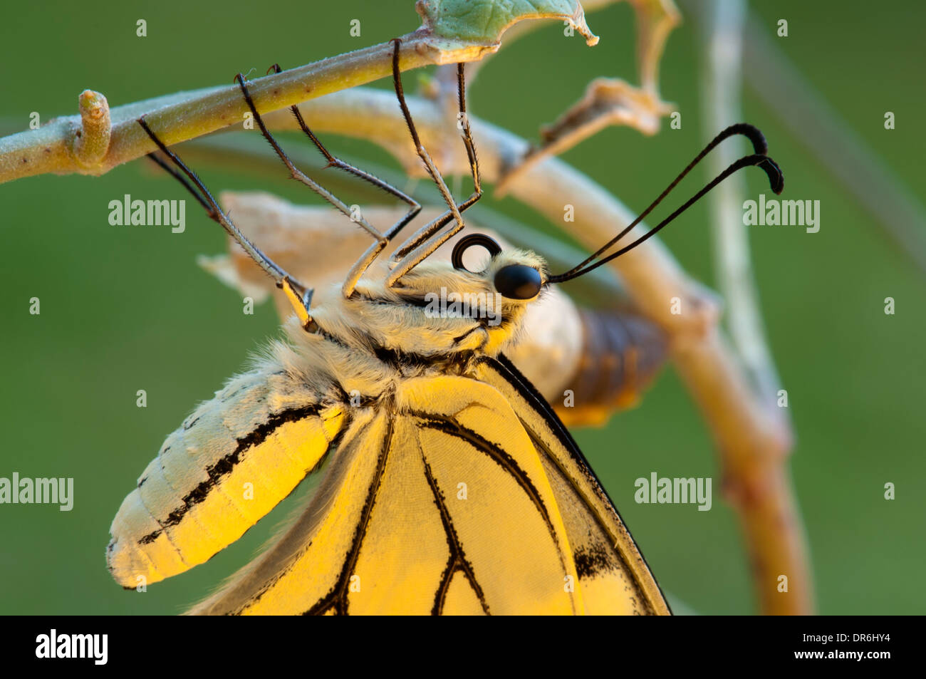 Émergence,Swallowtail Butterfly et vieux Cocoon Banque D'Images