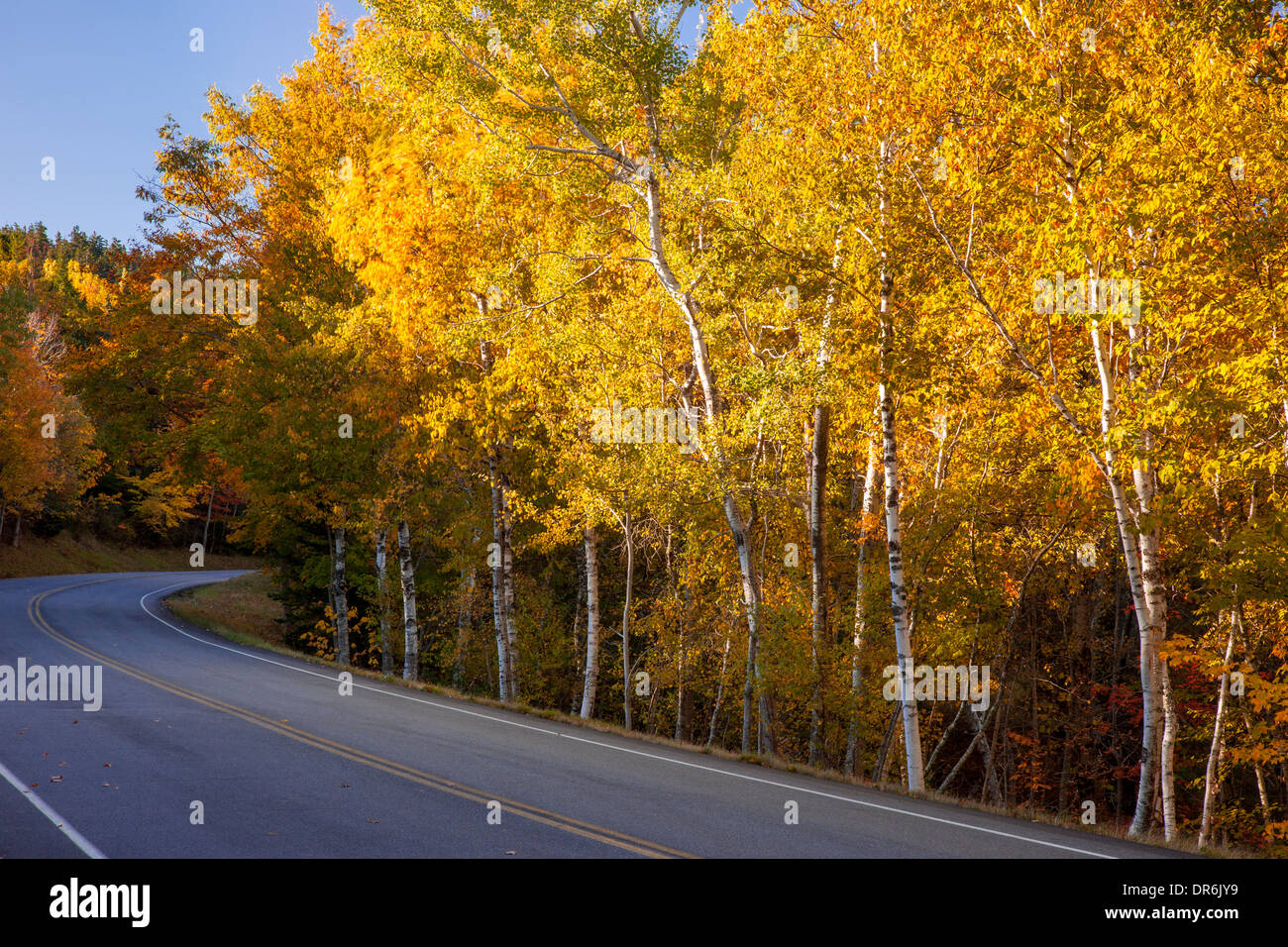 La couleur en automne le long de la route de Cadillac Mountain, l'Acadia National Park, Maine, USA Banque D'Images