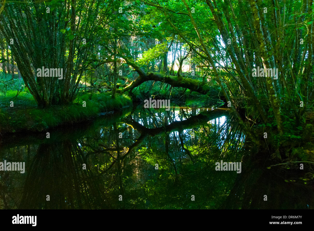 Arbre tombé sur surface de l'eau Banque D'Images