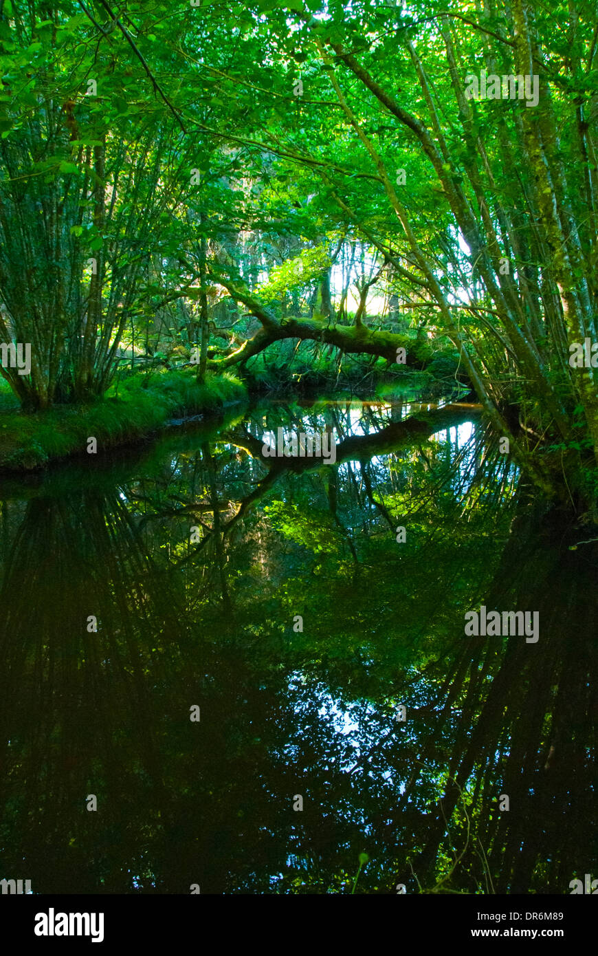 Arbre tombé sur surface de l'eau Banque D'Images