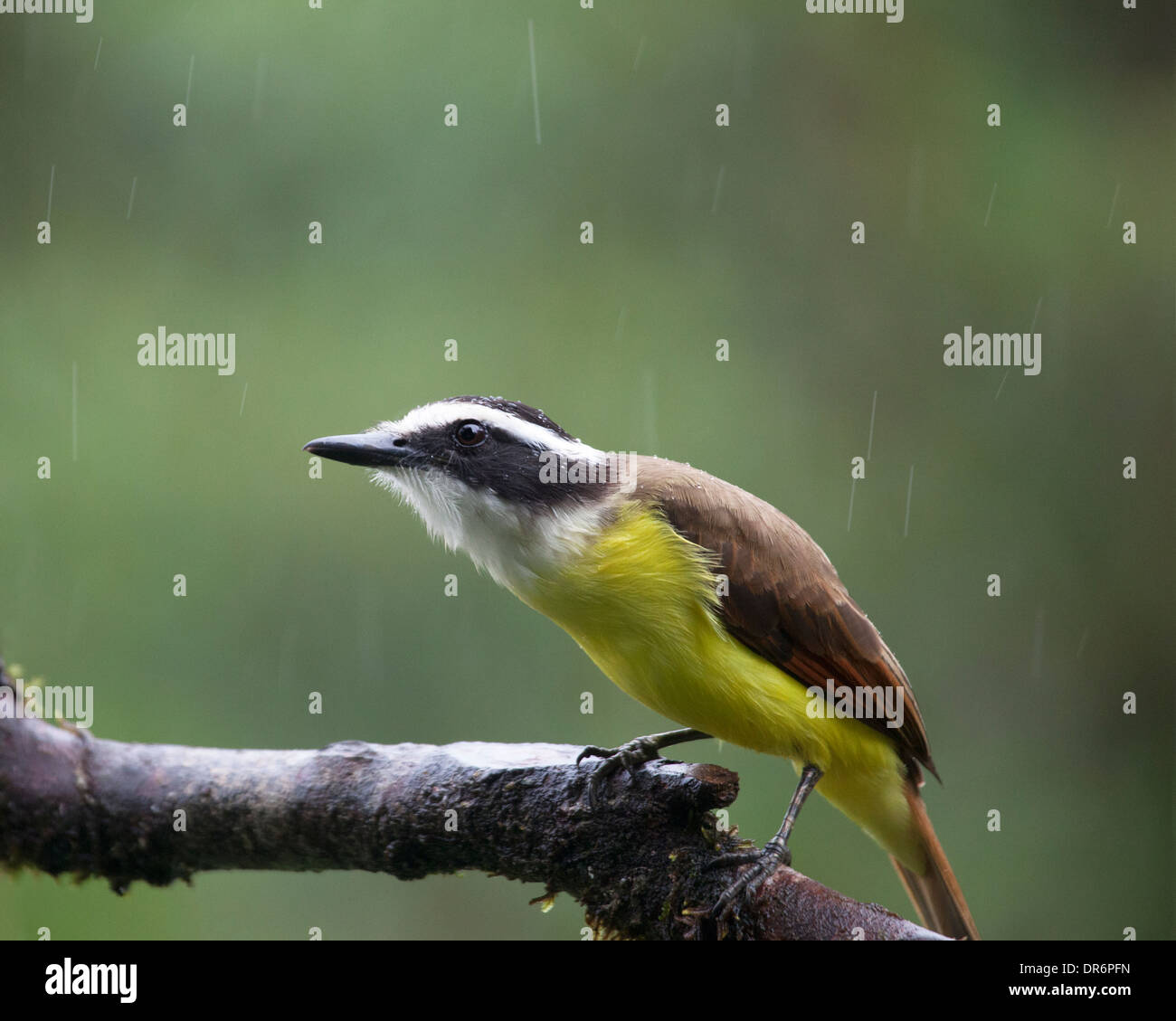 Tyran Quiquivi (Pitangus sulfuratus) perché sur branche d'arbre dans la pluie Banque D'Images